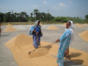 Les femmes étalent le riz à Pooriambakkan
